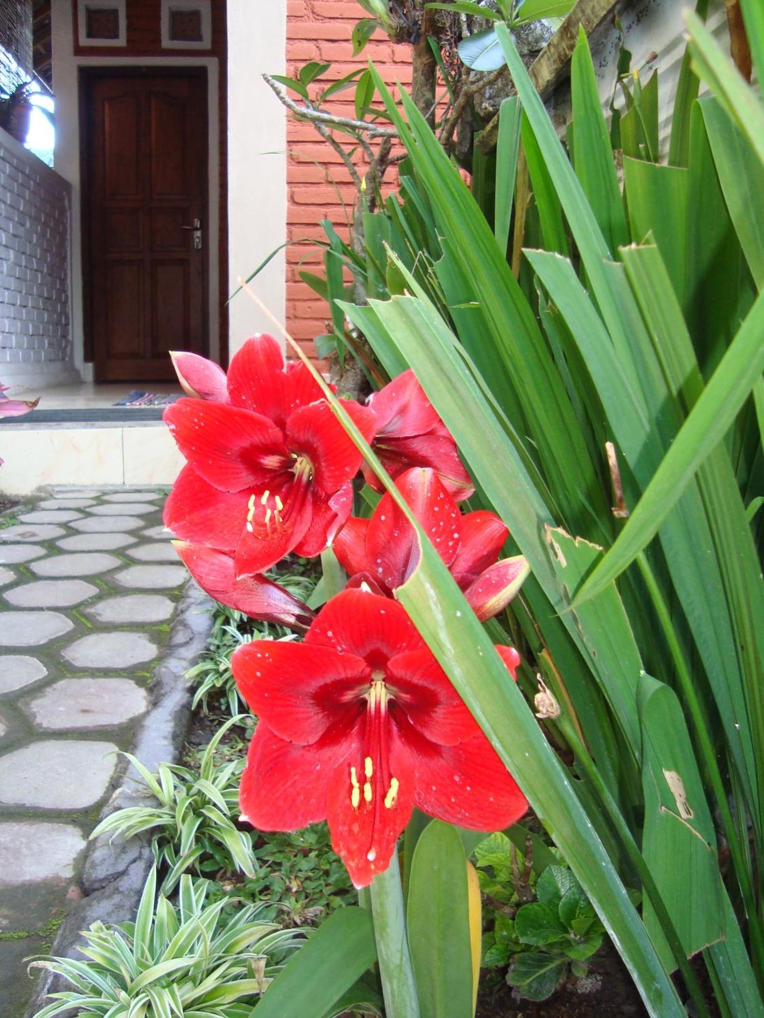 Taman Ayu Homestay Munduk Mitra Reddoorz المظهر الخارجي الصورة